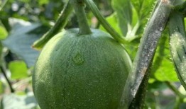 最近娱乐圈可以吃的瓜,明星们的甜蜜与苦涩